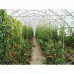 String Reinforced 4 Year UV Resistant 10 mil Clear Greenhouse Plastic Sheeting - 32' Wide